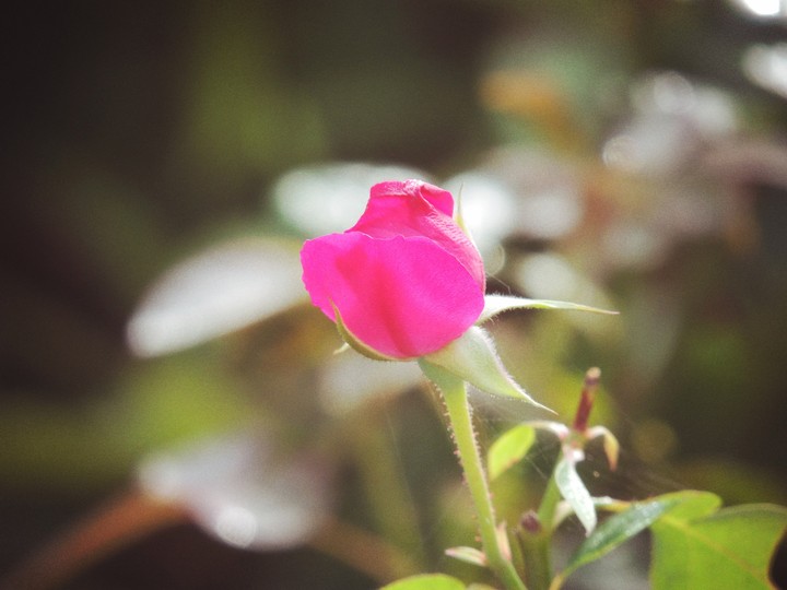 A pink rose
