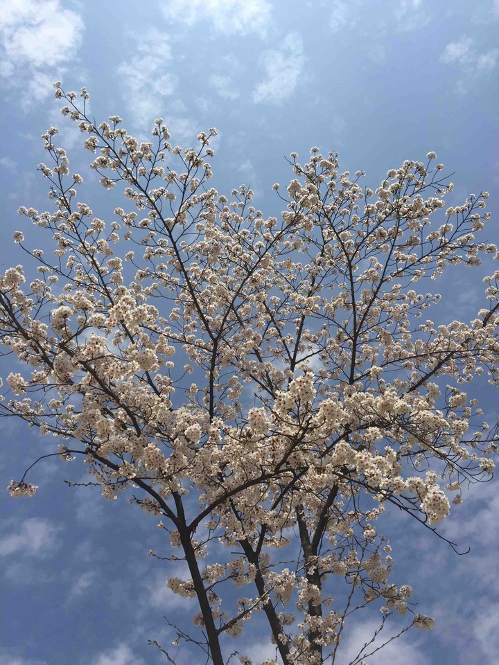 하트 벚꽃