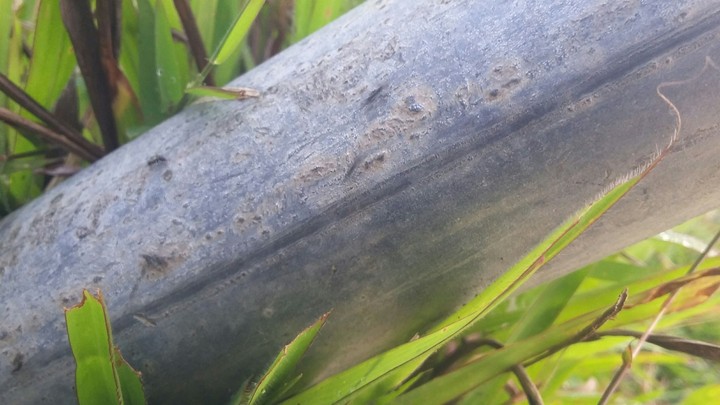 ant