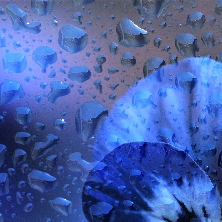 4x puzzle #rain Viola