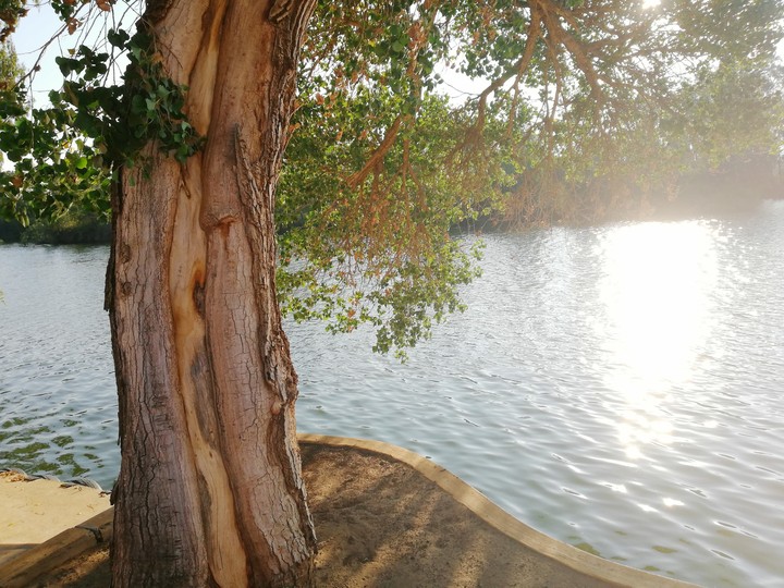 Tree by the river.