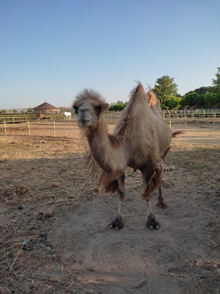 camel Baku