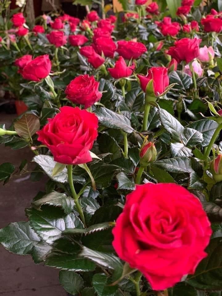 roses
