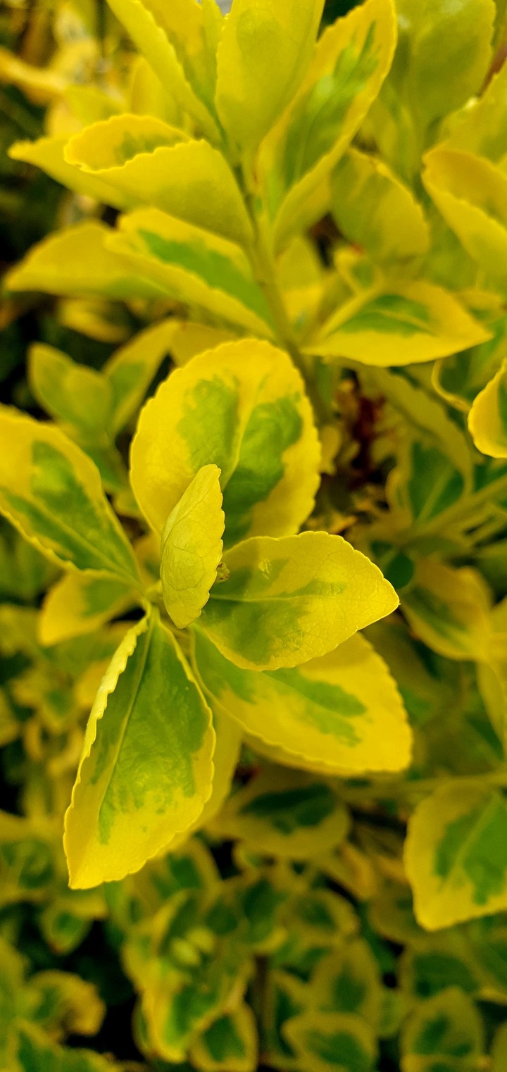 Green Yellow
