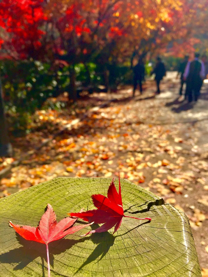 애기단풍