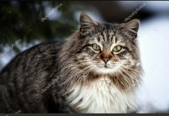 Gato da Neve