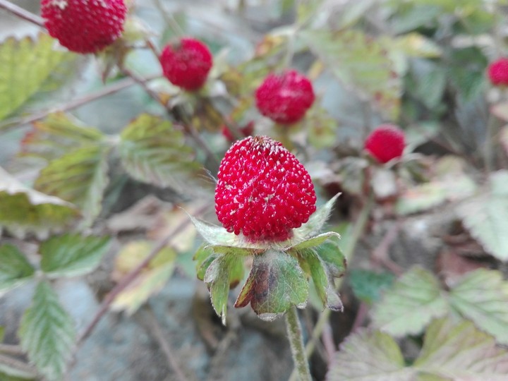 strawbery