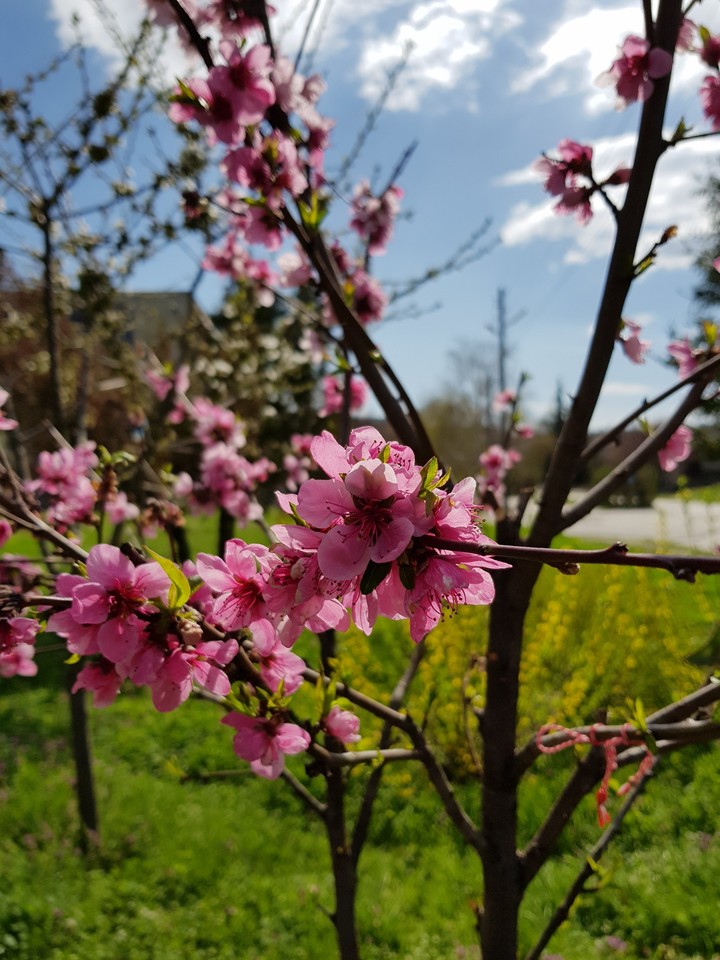 spring