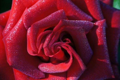 glitter rose