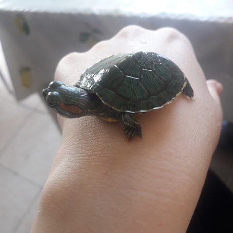 turtle