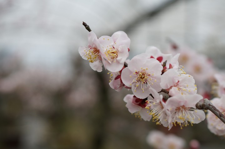 Japanese apricot flowers