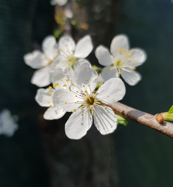 Beautiful spring flower