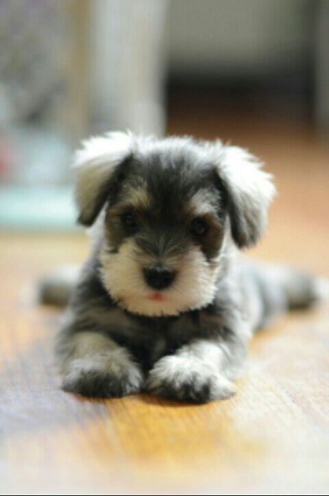 cucciolo
