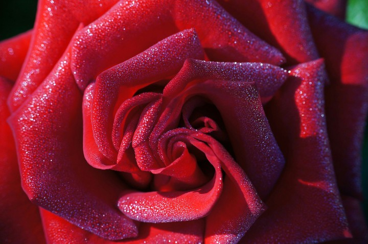 glitter rose