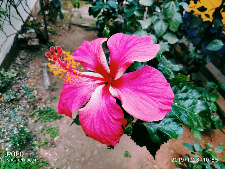 chaina rose