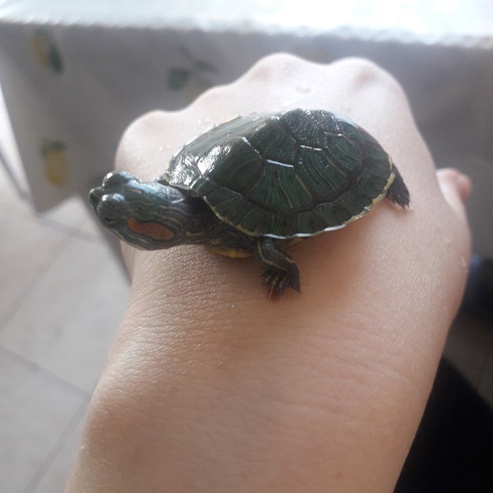 turtle