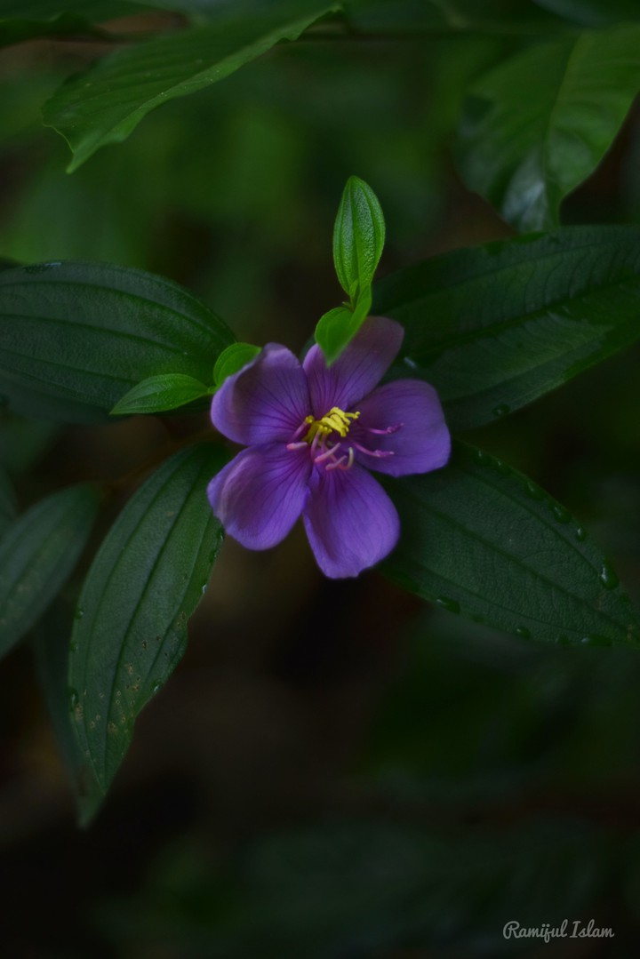 Melastoma malabathricum