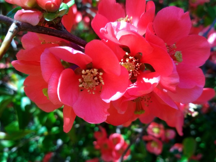 Bush with red flovers / Куст с красными цветами (Барбарис)