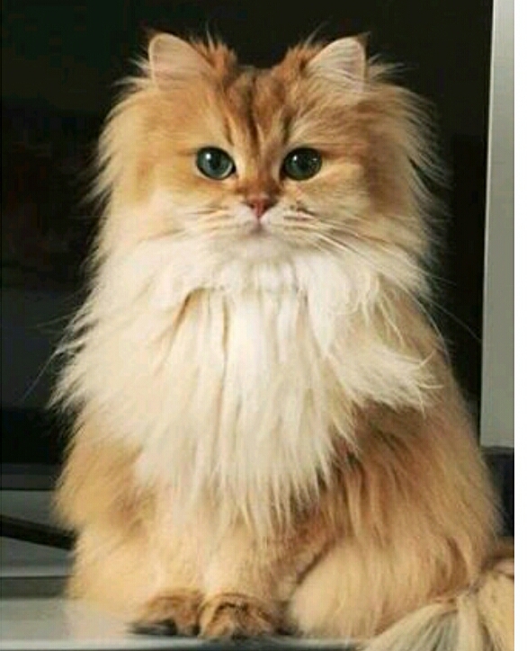 Persian