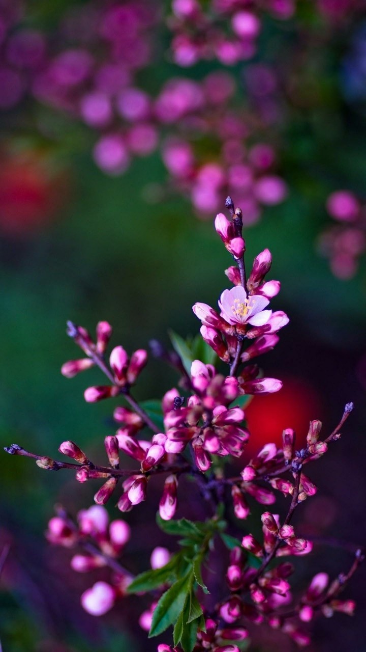 Beautiful blooms of the trees