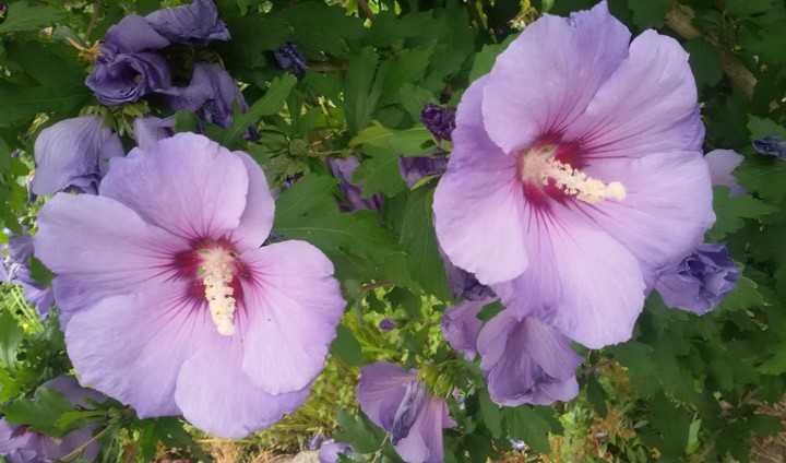 Hibiskus