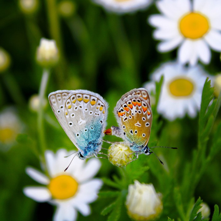 butterflys