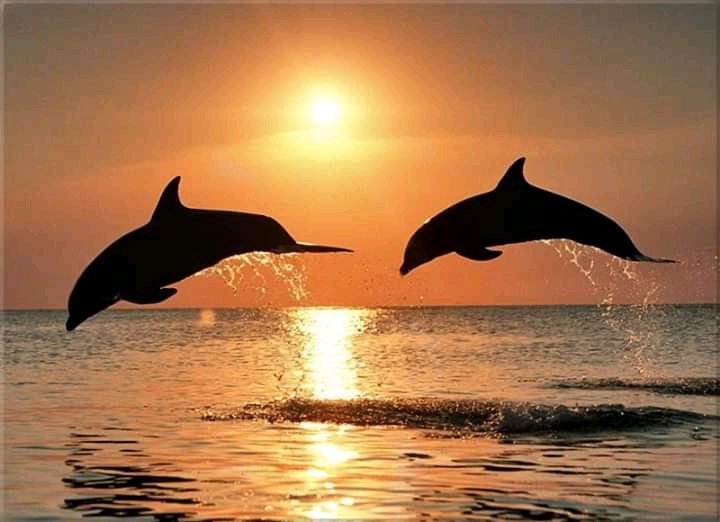 dolphins