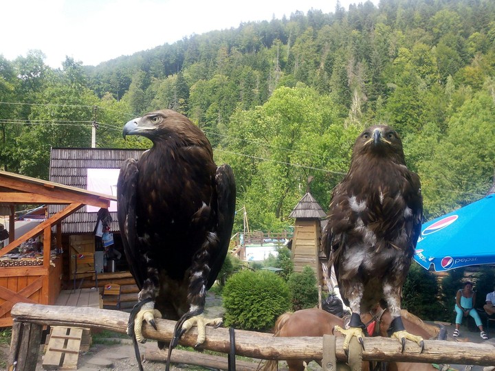 Eagle