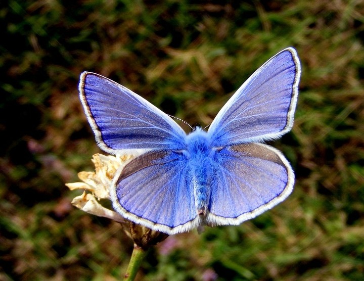 Moth