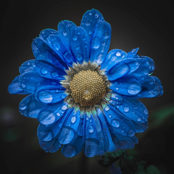 droplets