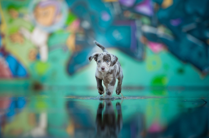 щенок,puppy