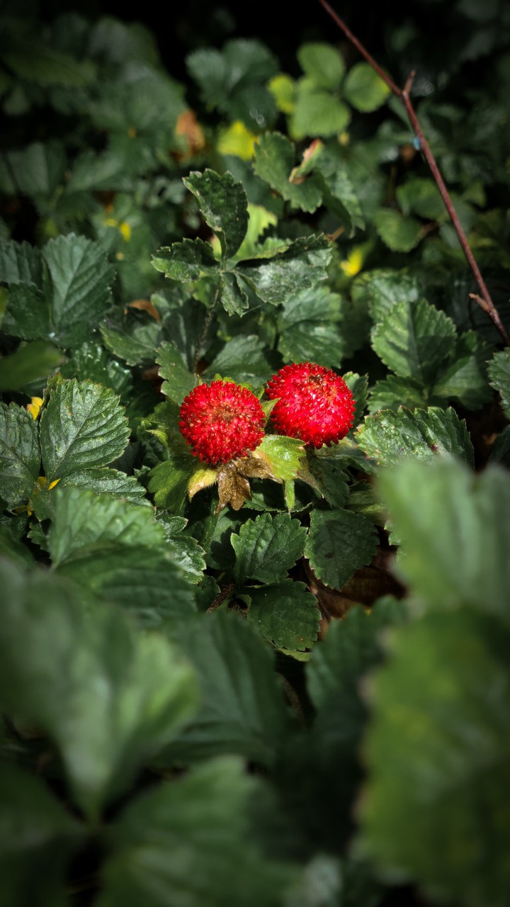 Wild Berries