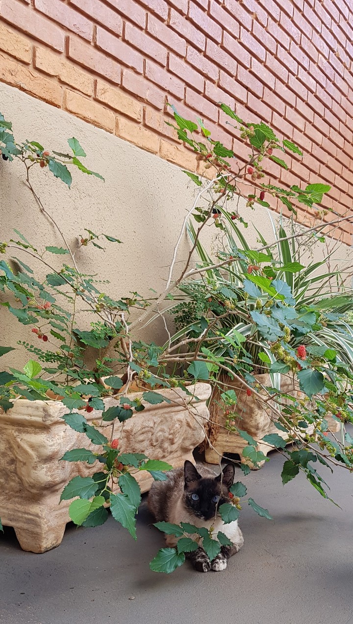 My sweet blackberry
