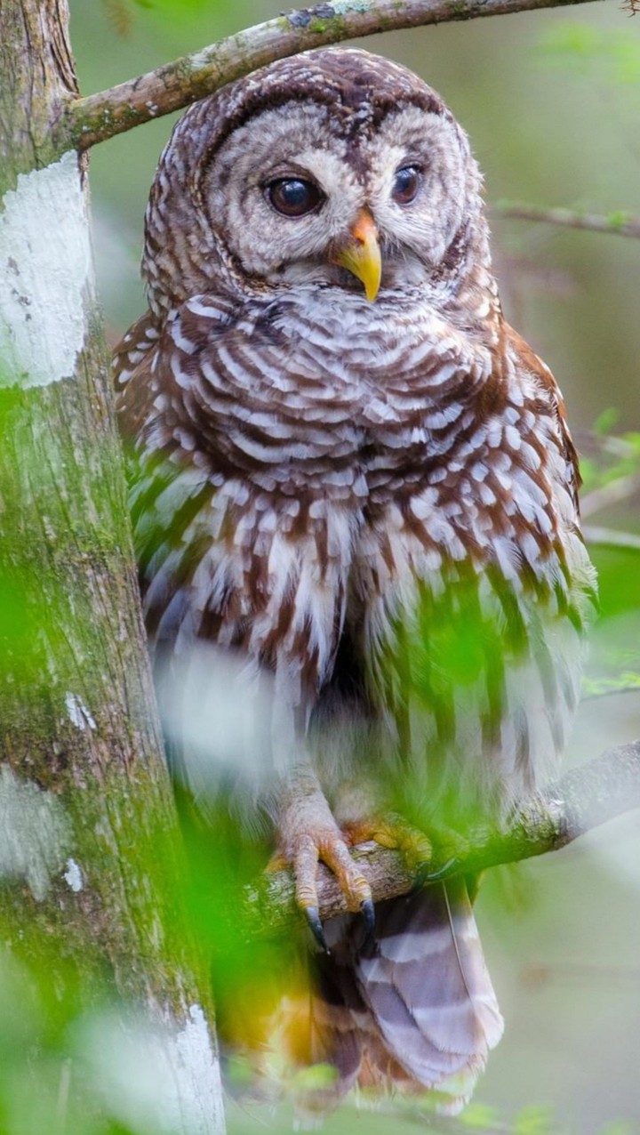 owl