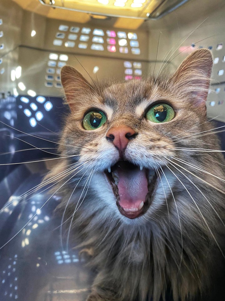 Cat. Emotion.