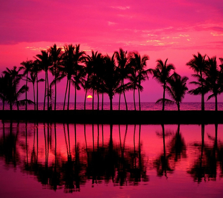 Palms