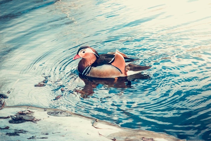 Little duck