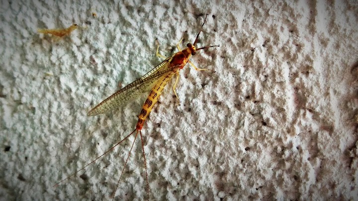 Monster fly