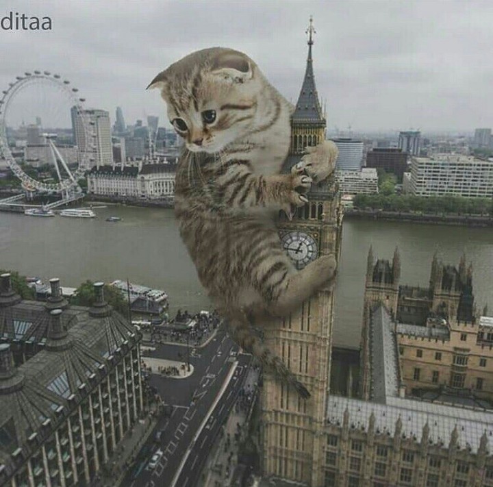 кiт