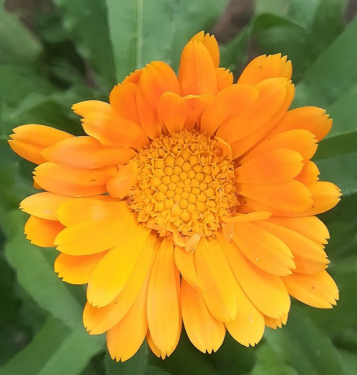 Marigold
