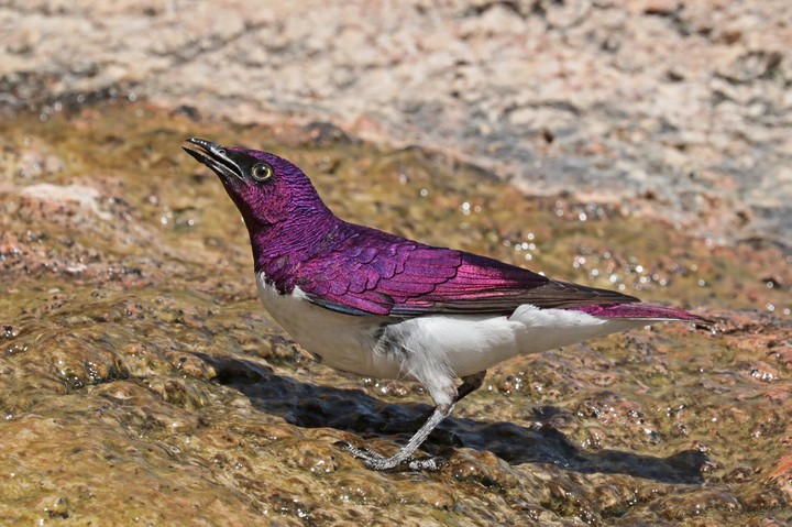 Macho de estorninho-de-dorso-violeta Damaralândia, Namíbia.