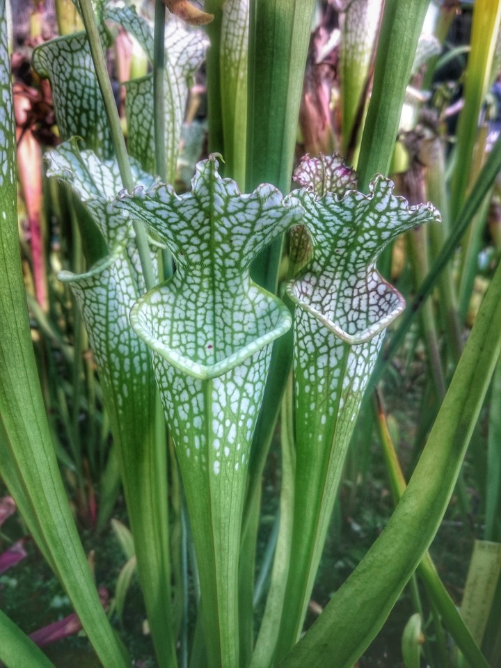 plantes carnivores