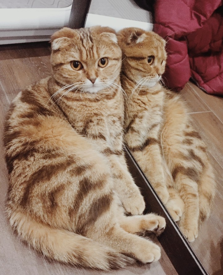Тюнинг