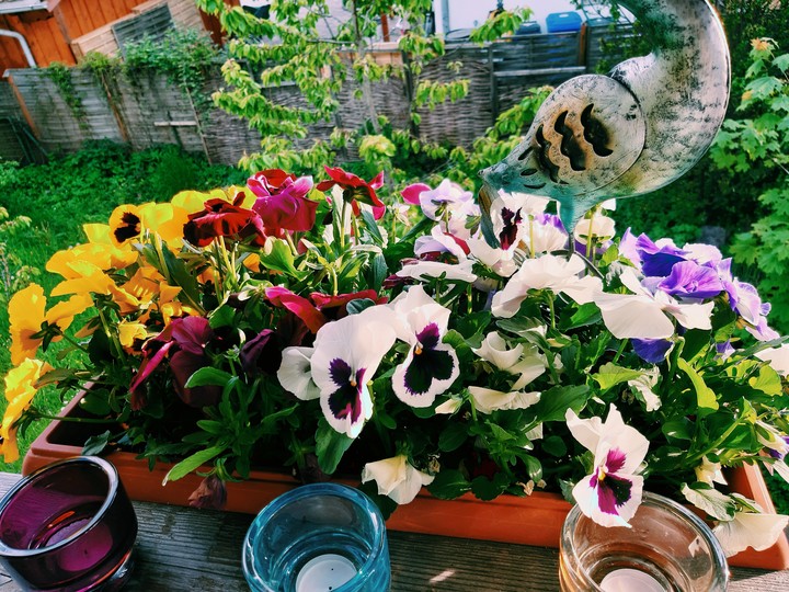 blume