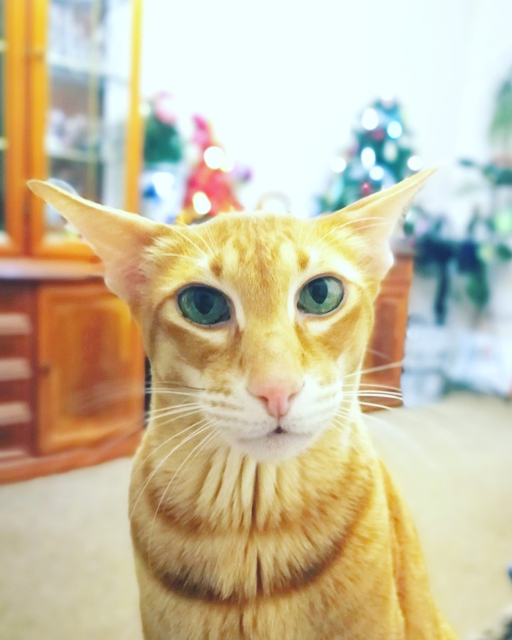 oriental shorthair cat