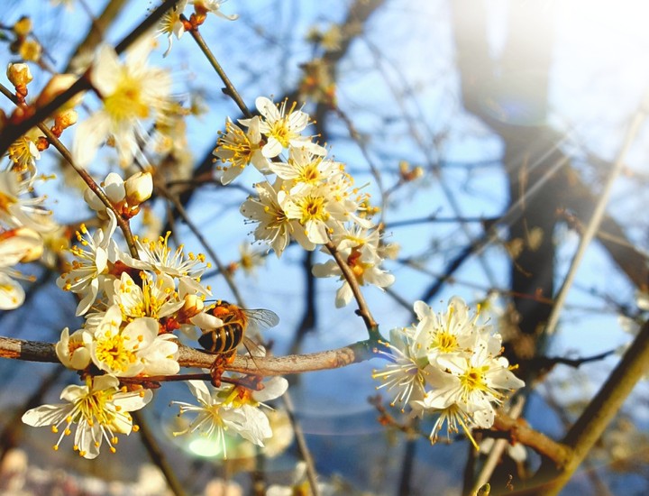 springfeelings