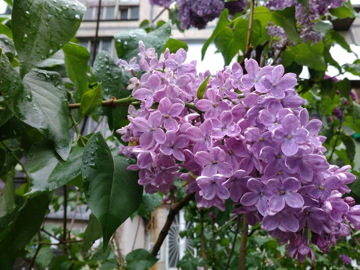 Сирень
