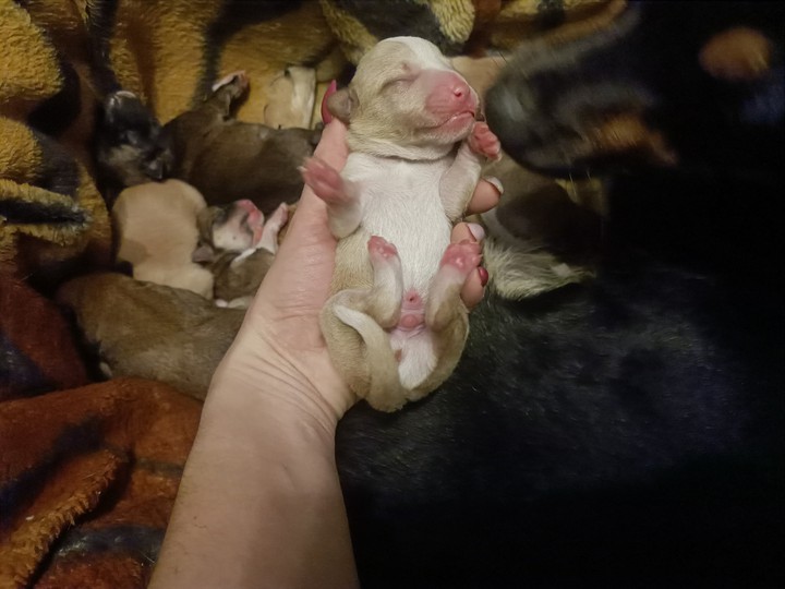 little dog
