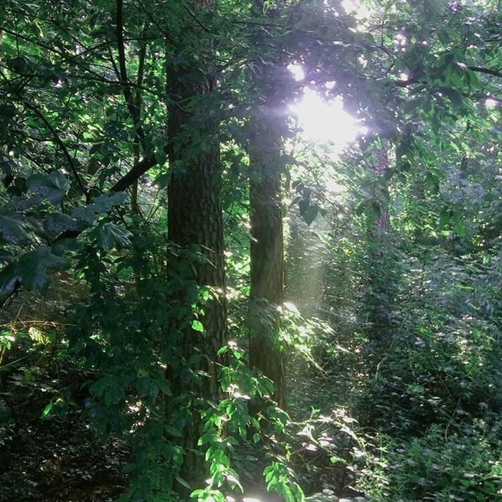 Wald