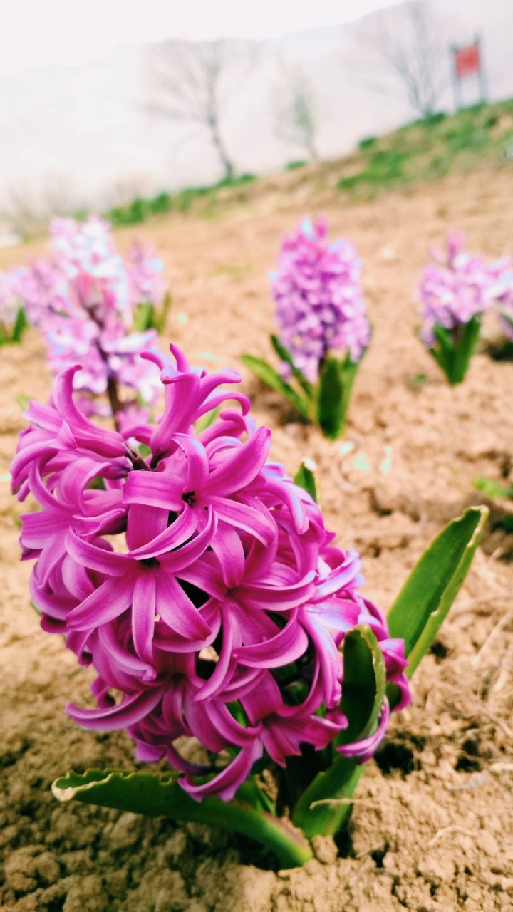 hyacinth